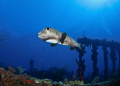 A porcupinefish at the famous wreck of The Rhone. 