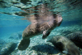 Manatees trying to stay warm at the springs.Taken at Crystal River FL. 