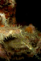 Ornate Friends. Two of a group of three Ornate Ghost Pipefish @ Koh Haa, near Koh Lanta. 