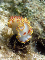 Red-tipped Sea Goddess (Glossodoris sedna) found on Pickles Reef in Key Largo, Florida spring of 2008.  There was 12 of these little guys on one reef. 