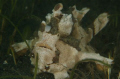 We found this Frogfish on an exploratory beach dive Nth of Madang. Nikon D-70 & 105mm 