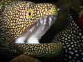 Blowhole, Oahu       Whitemouth Moray 