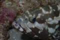 Very photogenic rockcod 