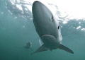 my first encounter with blue sharks , taken today 35km off Cape Point -the sea is usually crystal clean and blue but today it was green and dirty!! 