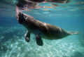 Manatee coming up for air. Taken at Crystal River FL. 