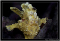 Thai frogie, so far the cutess I've seen of is type     Fuji S5 pro/105 VR 