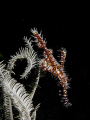 Ornate Ghost Pipefish with white chrinoid 