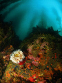 Lone anemone on a boulder among the kelp forest of South Monastery Beach, Ca. I think this is my new favorite dive site, theres just so much different things to to explore while down there 