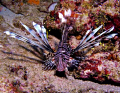 lionfish 