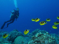 Just keep swimming, just keep swimming...
Raccoon Butterflyfish with diver (thanks for modeling, yet again, honey!) 