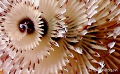 This photo of a Christmas Tree Worm has just been cropped in Adobe CS2 and was taken in Nassau, Bahamas while diving at Mike's Reef. I used my DC 500, 2 digital strobes. 2007 