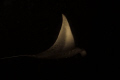 Phantom of the ocean.  Manta on night dive. 