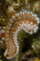Bearded Fireworm-Bonaire-Canon 5D 100 mm macro 