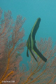 Caught this juvenile Batfish in about 10 ft of water on the Japanese wreck in Lipah Bay, Bali. Canon SD550 