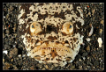 Stargazer in Lembeh Straits. 
D300, 60mm AF-S, YS-110a strobes 