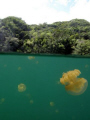 Jellyfish lake Palau. Surrounded by millions of jellyfish 