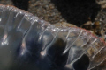SILUETE..
Man o'war 