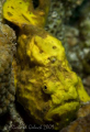 Frogfish-Bonaire-Canon 5D 100 mm macro 