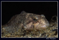 A European bullhead, Cottus gobio 