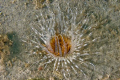 Interesting Sea Anemone photographed in South Florida 