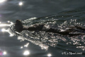 I finally had a chance to get close enough to a couple otters for some decent shots! This one hung out for about 20 minutes and let me shoot away while he (she?) fished and ate. 