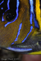 The knife, Blue girdled angelfish 