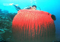 Albatross Boomies - Lombok
Nikonos V with 28mm  SB-103 Strobe 