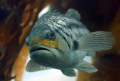 The Angler's Dream

A Calico, or Kelp Bass. A prized and tasty game fish from the kelp forest at Anacapa Island.  Image taken with Canon Digital Rebel and 60mm f/2.8 lens in Ikelite housing.  Shot at f/3.2 and 1/80 second. 