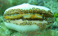 FLAMINGO TONGUE INTROJECTING 