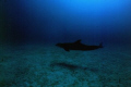 Dolphins 