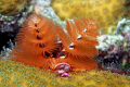 Christmas Tree worm 
