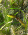 Pike Blenny 