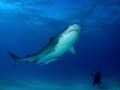 14 foot Tiger shark checks out a diver off the West End of Grand Bahama. You just have to have so much respect for these sharks! 