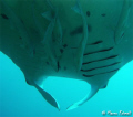Sixth remoras under!

(Manta birostris and some fish from Echeneidae family)

 