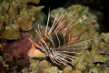 Lion fish. Taken at night with Canon 20D w/60 mm macro. 