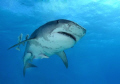Tiger shark swims overhead 