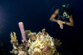 Bonaire corals, D300, Tokina 10-17 