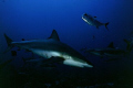 Fishs - Carcharhinus plumbeus 
