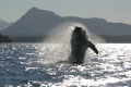 Baby Humpback Whale called Houdini breaching at Johnstone Strait, Canada. 