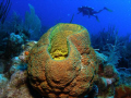 a netted barrel sponge at two for you dive site in parguera area, PUERTO RICO 