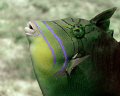 Juvenile Queen Triggerfish - curious but never holding still long enough to allow focus, except for this one moment... 