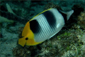 Fishs 