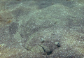Flat Camoflouge. A large halibut waits for prey while buried in the sand at Anacapa Island.  Image shot with a Canon Digital Rebel and 10-22mm zoom in an Ikelite Housing. Natural Light. Shot at f/7.1 and 1/80 second. 