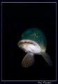 A friendly pike looking into my dome port 