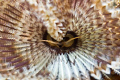 Inside look at a feather duster. 