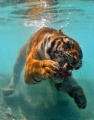 Ok, so I know its not a fish, but its amusing and its underwater!  One hungry Tiger going for a chunk of meat. 