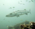 Another shot of a barracuda off the beach at Fort Lauderdale 