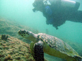 Diver and turtle on the Inside Reef at Lauderdale by the Sea 