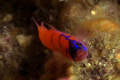 Nemesis.  The infamous blue-banded goby... they never hold still for long.  Shot with a Canon Digital Rebel and 60mm f/2.8 lens in Ikelite Housing with Dual DS51 strobes.  Image taken at f/16 and 1/250 second. 