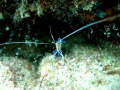miniscule shrimp... 